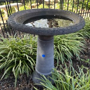 Bird Bath
